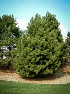 Сосна Чёрная (Pinus Nigra) купить по цене от 270.00р. в интернет-магазине «Посадика» с доставкой почтой в в Братске и по всей России – [изображение №1].