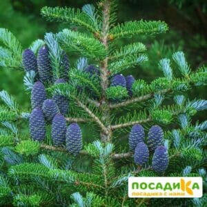 Пихта корейская (Abies koreana) купить по цене от 450.00р. в интернет-магазине «Посадика» с доставкой почтой в в Братске и по всей России – [изображение №1].