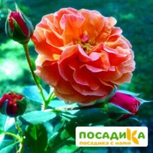 Роза Арабия купить по цене от 350.00р. в интернет-магазине «Посадика» с доставкой почтой в в Братске и по всей России – [изображение №1].