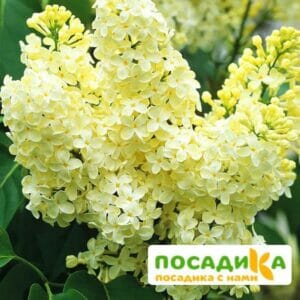 Сирень Примроуз (Primrose) купить по цене от 529.00р. в интернет-магазине «Посадика» с доставкой почтой в в Братске и по всей России – [изображение №1].