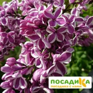 Сирень Сенсация купить по цене от 529.00р. в интернет-магазине «Посадика» с доставкой почтой в в Братске и по всей России – [изображение №1].