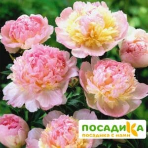 Пион Распберри Сандей (Paeonia Raspberry Sundae) купить по цене от 959р. в интернет-магазине «Посадика» с доставкой почтой в в Братске и по всей России – [изображение №1].