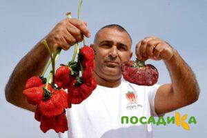 Клубника Гигант Джорнея купить по цене от 266р. в интернет-магазине «Посадика» с доставкой почтой в в Братске и по всей России – [изображение №1].