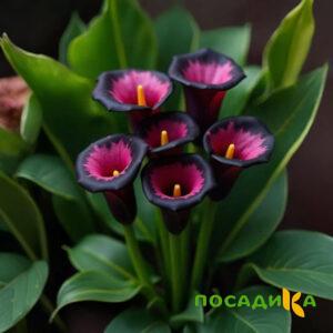 Калла Аура Лейс купить по цене от 400р. в интернет-магазине «Посадика» с доставкой почтой в в Братске и по всей России – [изображение №1].