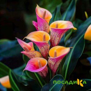 Калла Оникс купить по цене от 450р. в интернет-магазине «Посадика» с доставкой почтой в в Братске и по всей России – [изображение №1].
