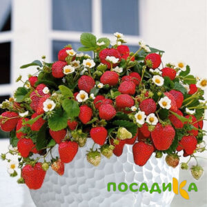Клубника Рубиновый Шепот (горшечная) купить по цене от 240р. в интернет-магазине «Посадика» с доставкой почтой в в Братске и по всей России – [изображение №1].