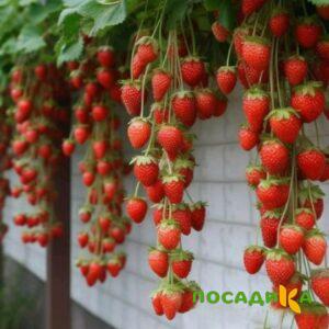 Клубника вьющаяся Комплимент купить по цене от 470р. в интернет-магазине «Посадика» с доставкой почтой в в Братске и по всей России – [изображение №1].