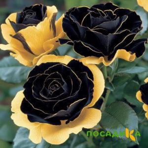 Роза Ханни Сикл купить по цене от 700р. в интернет-магазине «Посадика» с доставкой почтой в в Братске и по всей России – [изображение №1].