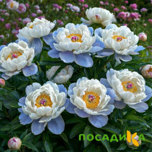 Пион акварельный Этюд купить по цене от 806р. в интернет-магазине «Посадика» с доставкой почтой в в Братске и по всей России – [изображение №1].