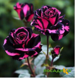 Роза Багровый Шепот купить по цене от 366р. в интернет-магазине «Посадика» с доставкой почтой в в Братске и по всей России – [изображение №1].