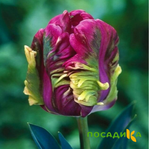 Тюльпан Экзотик Хэвен купить по цене от 186р. в интернет-магазине «Посадика» с доставкой почтой в в Братске и по всей России – [изображение №1].
